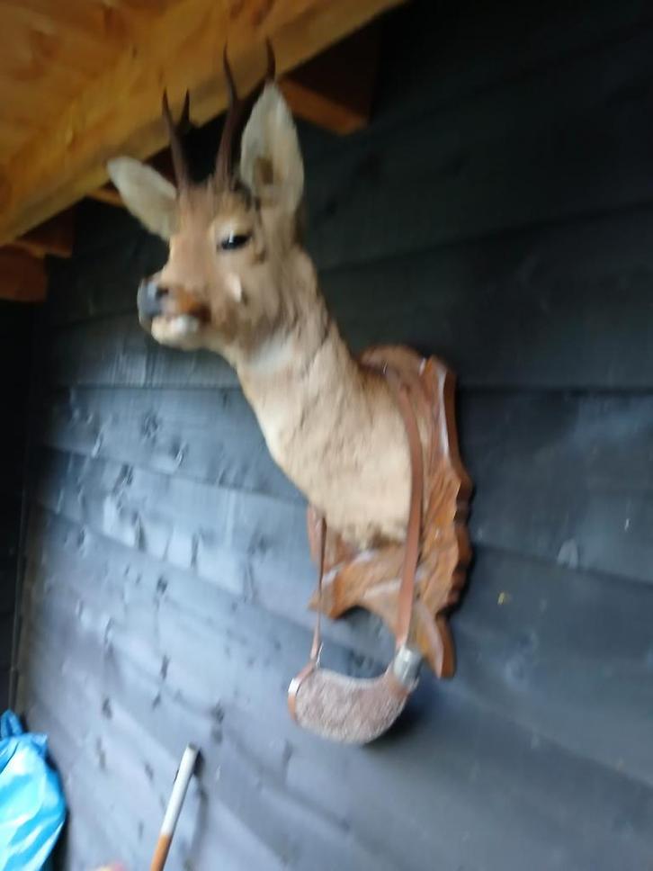 Opgezette Hertenkop, Verzamelen, Dierenverzamelingen, Zo goed als nieuw, Opgezet dier, Vogel, Ophalen of Verzenden