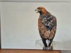 groot schilderij 120x80 Zeearend/Steenarend, Ophalen of Verzenden