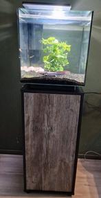 Aquarium superfish Qubiq 60 met kast en 3 axolotls, Dieren en Toebehoren, Ophalen of Verzenden, Zo goed als nieuw, Gevuld zoetwateraquarium