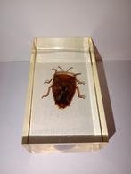insect in epoxy hars 11, Ophalen of Verzenden, Nieuw, Insect, Opgezet dier