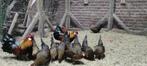 Java kriel hennen, Dieren en Toebehoren, Pluimvee, Vrouwelijk, Kip