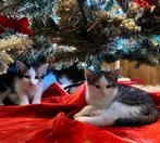Twee schattige kittens zoeken een liefdevol thuis, Dieren en Toebehoren, Meerdere dieren, Kortharig, 0 tot 2 jaar