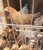 Allerlei kuikentjes te koop., Dieren en Toebehoren, Pluimvee, Kip