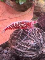 Red Stardust Boa Caridina Garnalen - KW lineage, Kreeft, Krab of Garnaal