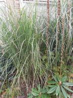 Groot Siergras voor de Tuin, Ophalen, Volle zon, Vaste plant, Siergrassen