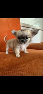 chihuahua top pedegree, Dieren en Toebehoren, Honden | Chihuahua's en Gezelschapshonden, Fokker | Hobbymatig, Rabiës (hondsdolheid)