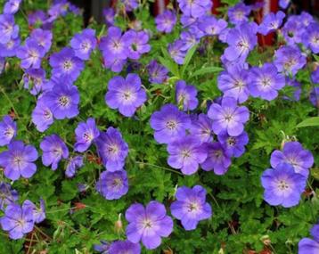 Te koop 4 pollen Geranium Rozanne beschikbaar voor biedingen