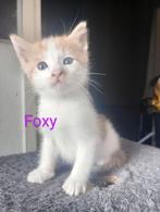 4 aanhankelijke kittens, Meerdere dieren