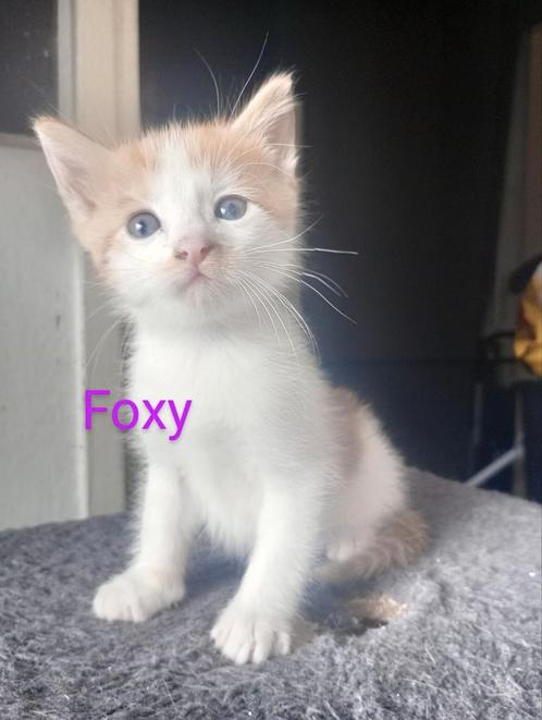 4 aanhankelijke kittens, Dieren en Toebehoren, Katten en Kittens | Overige Katten, Meerdere dieren