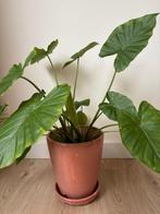 Alocasia Macrorrhiza (Olifantsoor), Huis en Inrichting, Kamerplanten, Ophalen, Overige soorten, Halfschaduw, In pot