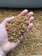 Voedseldieren levende meelwormen per kg afhalen of verzenden, Dieren en Toebehoren, Pluimvee | Toebehoren, Ophalen of Verzenden