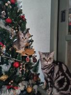 Prachtige Britse Korthaar kitten, Kater, Ontwormd