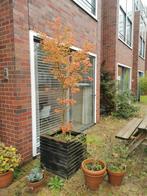 Plantenbak met Japanse Esdoorn, Tuin en Terras, Bloembakken en Plantenbakken, Ophalen, Zo goed als nieuw, Rond, Hout