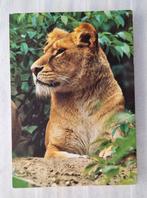 Portret van een leeuw., Verzamelen, Ophalen of Verzenden, 1960 tot 1980, Ongelopen, Wild dier