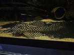 L333 GOLD, Vis, Zoetwatervis