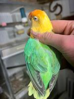 BEWEZEN Fischeri Opaline Pop 2024 Geringd., Vrouwelijk, Dwergpapegaai of Agapornis, Geringd