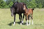 Elite fokmerrie sir Oldenburg x Jazz, Dieren en Toebehoren, Paarden, Merrie, Gechipt, Dressuurpaard, 170 tot 175 cm