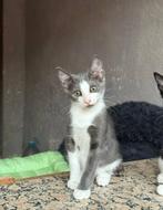 Jarela, Griselda, 4/6/25 gered uit een uithuiszetting, Poes, Kortharig, 0 tot 2 jaar