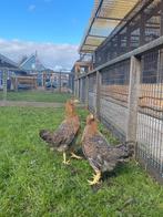 Overname kippen en andere dieren, Dieren en Toebehoren, Pluimvee, Meerdere dieren, Overige soorten