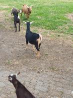 Dwerggeitjes te koop, Dieren en Toebehoren, Schapen, Geiten en Varkens, Vrouwelijk, Geit, 0 tot 2 jaar