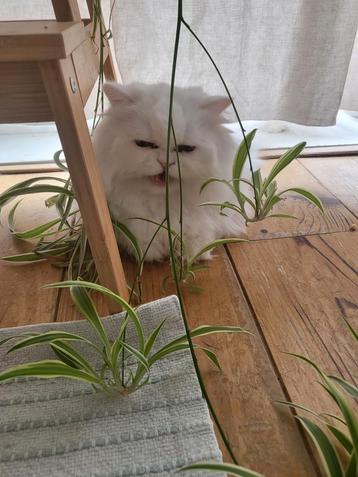 Persian cat for Adoption beschikbaar voor biedingen