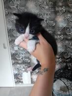 Kitten, Poes