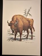 Wisent, Verzenden, 1980 tot heden, Zo goed als nieuw, Dier