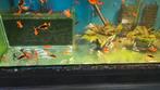 L144 Snow white longfin blue eyes vissen, Kreeft, Krab of Garnaal