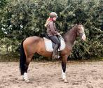 Gave NRPS ruin, Dieren en Toebehoren, Paarden, B, Ruin, Dressuurpaard, 3 tot 6 jaar