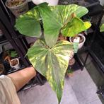 Anthurium Pterodactyl variegata ACTIEPRIJS, Huis en Inrichting, Kamerplanten, Ophalen of Verzenden, Halfschaduw, Minder dan 100 cm