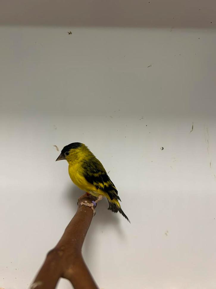 1-0 yarrel sijs, Dieren en Toebehoren, Vogels | Overige Vogels, Tropenvogel, Mannelijk, Geringd