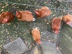 Diervoeders appel  peren brood  groente, Ophalen, Vee