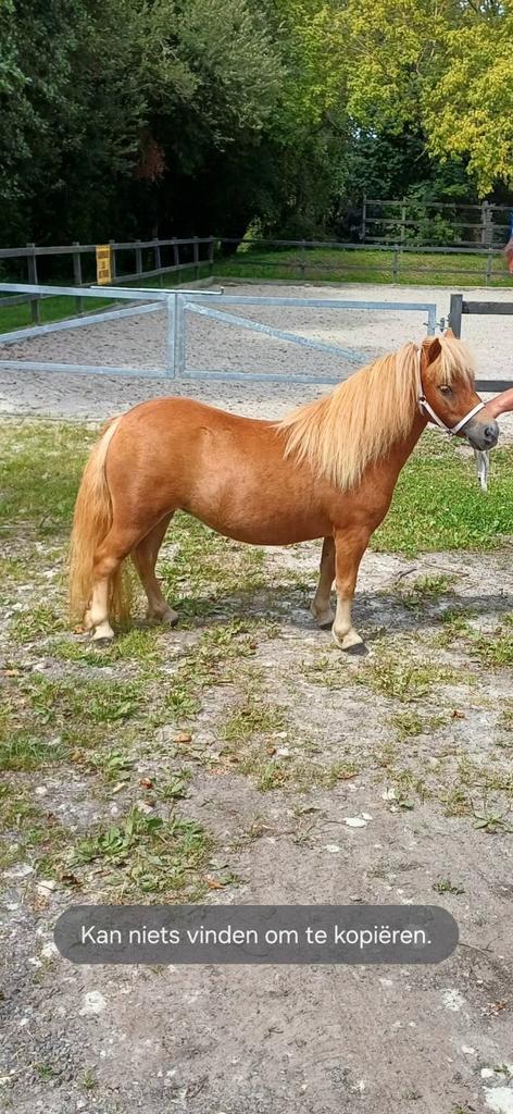3jarige shetland merrie, Dieren en Toebehoren, Pony's, Merrie, Niet van toepassing, A pony (tot 1.17m), Recreatiepony, 0 tot 2 jaar