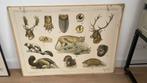 Dieren School poster, Ophalen, Rechthoekig Staand, Dier of Natuur