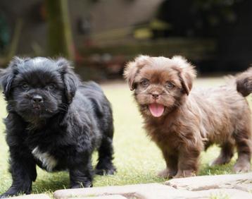 Boomer pups | Shih Tzu x Maltezer beschikbaar voor biedingen