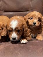 Cavapoo pups, cavapoo x toy poedel nog 1 reutje beschikbaar, Dieren en Toebehoren, Honden | Chihuahua's en Gezelschapshonden, Parvo