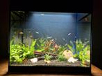 Aquarium oase skyline 85, Ophalen, Zo goed als nieuw, Gevuld zoetwateraquarium