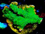 Montipora hirsuta stekjes, Dieren en Toebehoren, Vissen | Aquariumvissen, Overige typen, Zoutwatervis