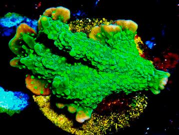Montipora hirsuta stekjes beschikbaar voor biedingen
