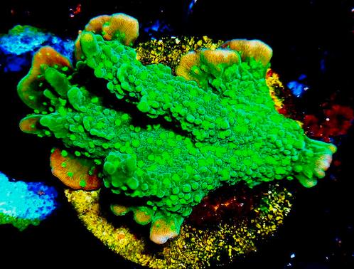 Montipora hirsuta stekjes, Dieren en Toebehoren, Vissen | Aquariumvissen, Zoutwatervis, Overige typen