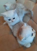 Britse Korthaar Kittens | Black Silver Shaded | Chinchilla, Dieren en Toebehoren, Katten en Kittens | Raskatten | Korthaar, Meerdere dieren