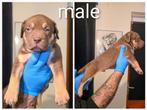 Xl bullys, Dieren en Toebehoren, Honden | Bulldogs, Pinschers en Molossers, Rabiës (hondsdolheid), 8 tot 15 weken, Meerdere, Meerdere dieren
