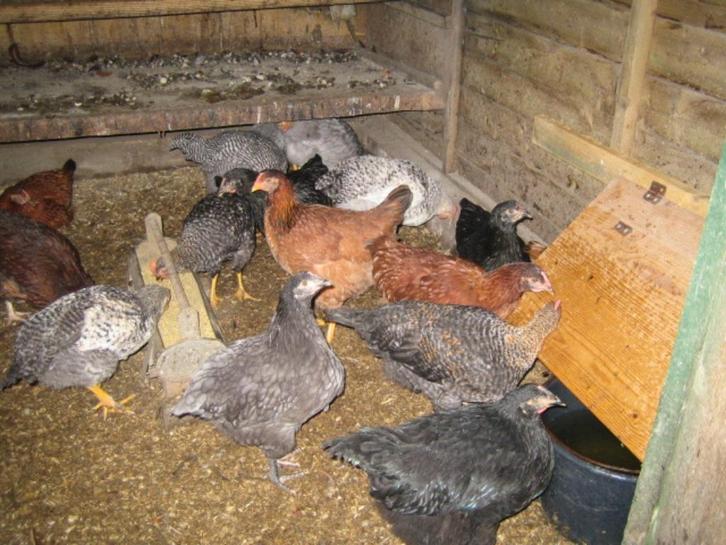 kippen, Dieren en Toebehoren, Pluimvee, Kip, Vrouwelijk