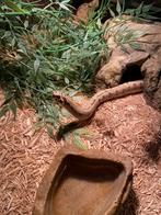 1.0 Haakneus slang (man), Dieren en Toebehoren, Slang, 0 tot 2 jaar