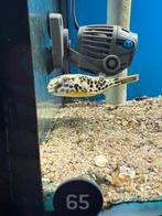 Tetraodon mbu kogelvis 8-10cm, Dieren en Toebehoren, Meerdere dieren