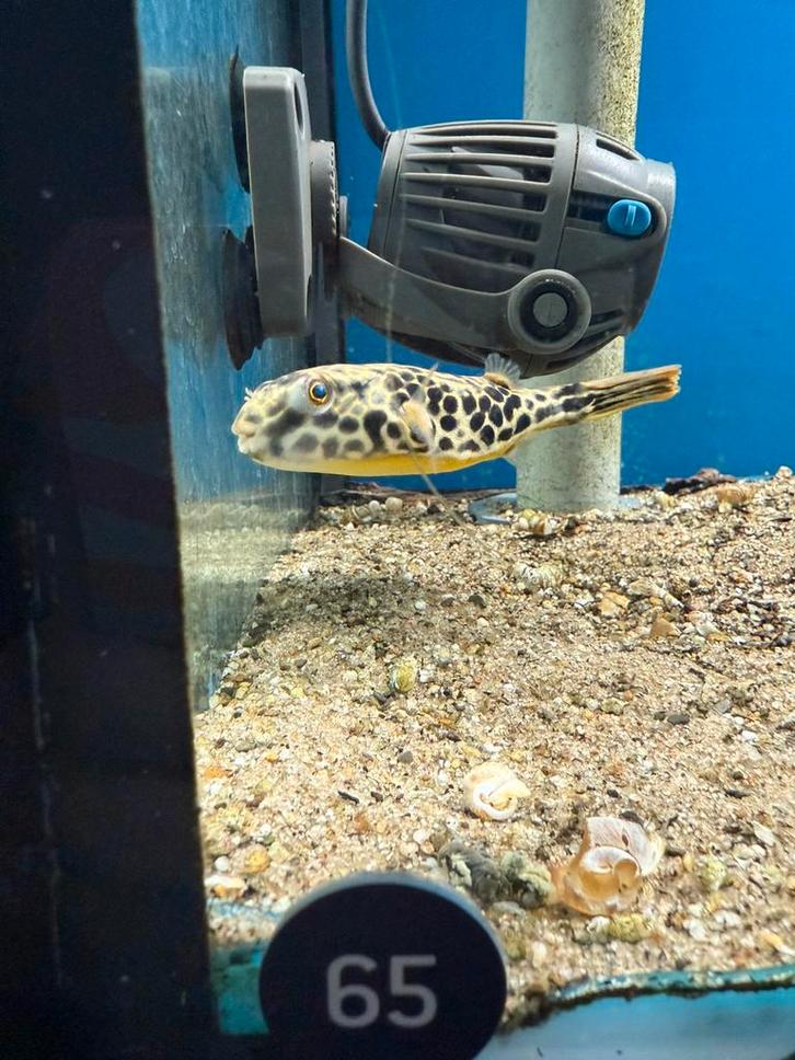 Tetraodon mbu kogelvis 8-10cm, Dieren en Toebehoren, Vogels | Overige Vogels, Meerdere dieren