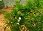 crepidomanes Hainan, aquariumplant, Ophalen of Verzenden, Nieuw, Plant(en), Steen of Hout