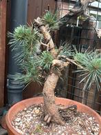 Pre bonsai Pinus sylvestris, Ophalen, Volle zon, Overige soorten, Minder dan 100 cm