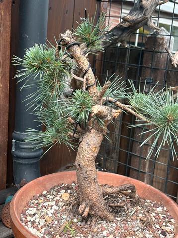 Pre bonsai Pinus sylvestris  beschikbaar voor biedingen