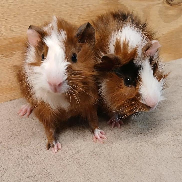 Twee knappe driekleur borstel beertjes broertjes., Dieren en Toebehoren, Knaagdieren, Mannelijk, Cavia, Januari, Tam